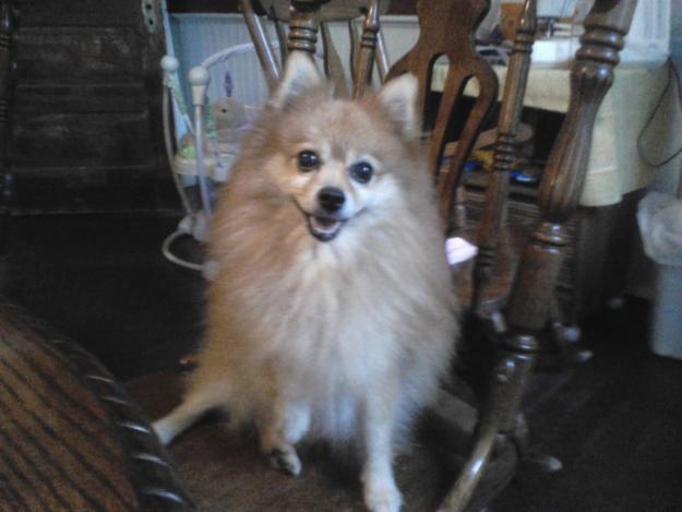 MISSING POMERANIAN